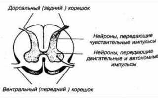 Что такое остеохондроз шейного отдела с корешковым и болевым синдромом