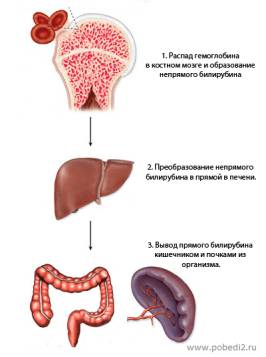 Высокий уровень билирубина 
