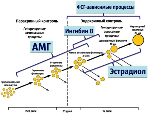 фсг