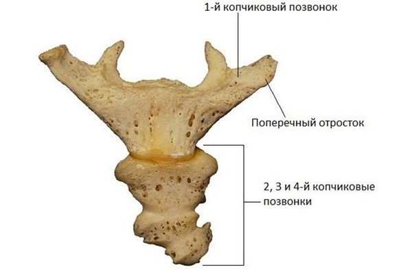 Копчик состоит из нескольких сросшихся позвонков
