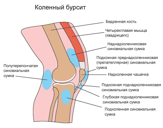 Гусиная лапка колена
