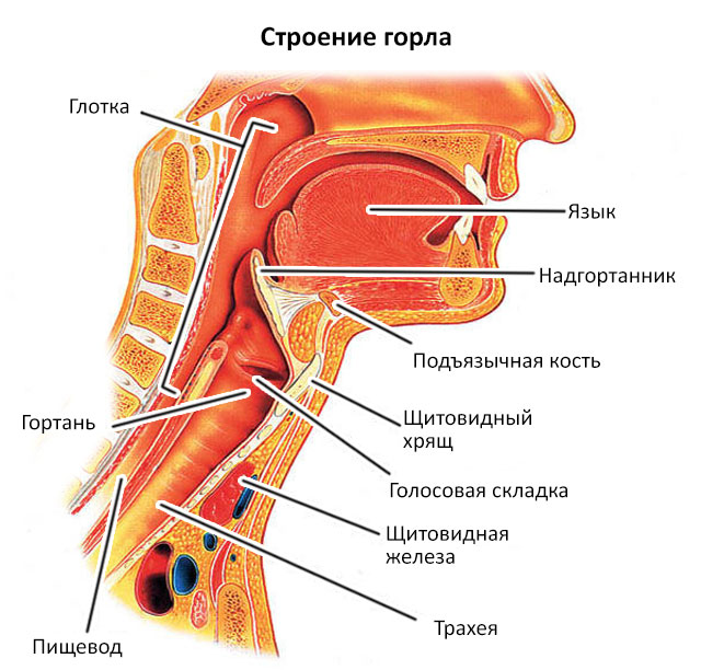 строение горла