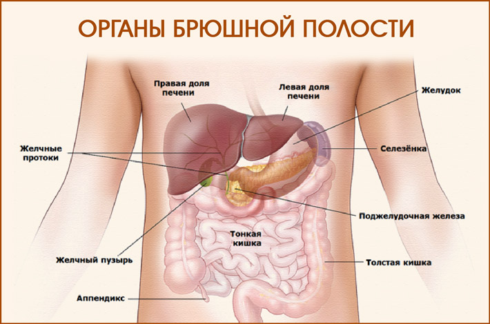 Брюшная полость
