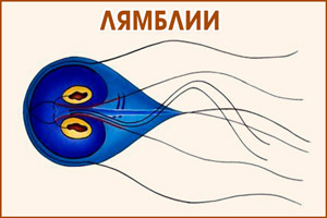 Лямблия кишечная