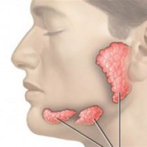 Слюнные железы