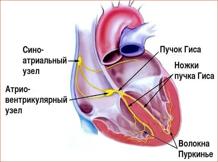 Строение сердца