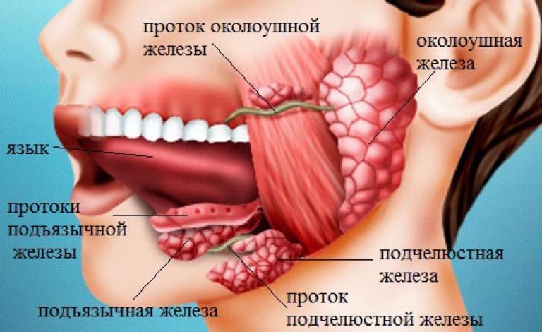 Слюнные железы