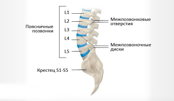 Спондилолистез чаще возникает в поясничном отделе позвоночника