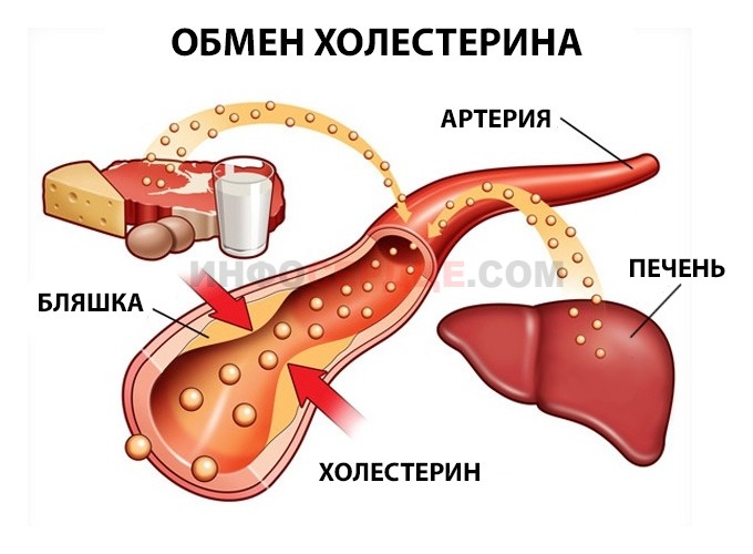 Обмен холестерина