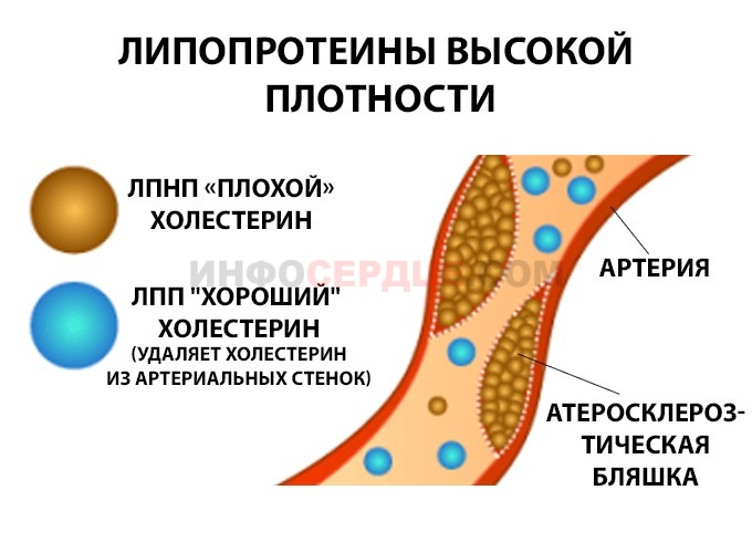 Липопротеины высокой плотности